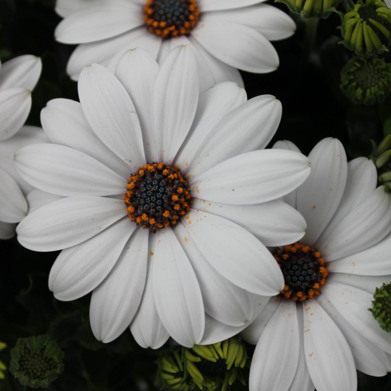 Osteospermum