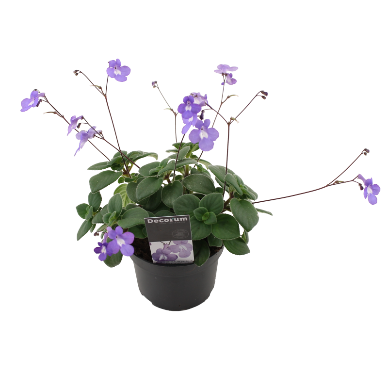 Streptocarpus Saxorum